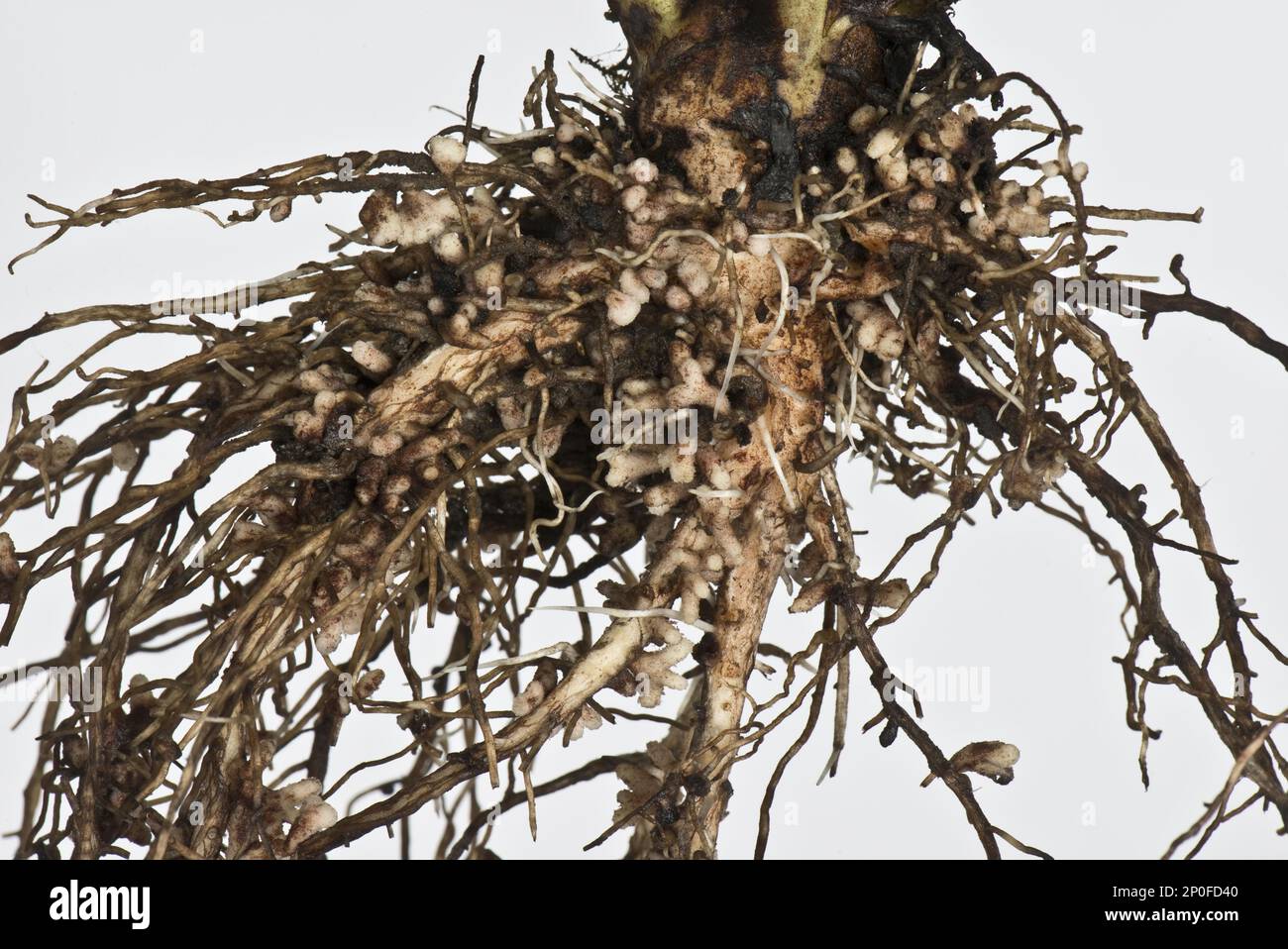 Noduli di radice per fissazione di azoto da batteri di Rhizobium, noduli batteri sulla radice di un fagiolo di campo, noduli batteri Foto Stock