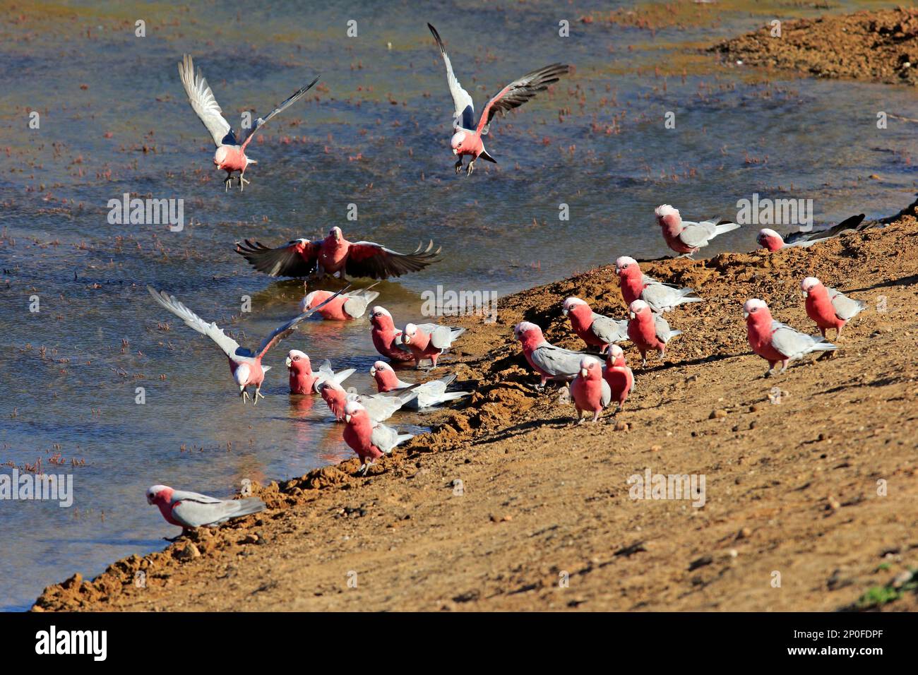 Rosa Cockatoo, gruppo in acqua, Sturt National Park, nuovo Galles del Sud (Eolophus roseicapillus), Australia Foto Stock