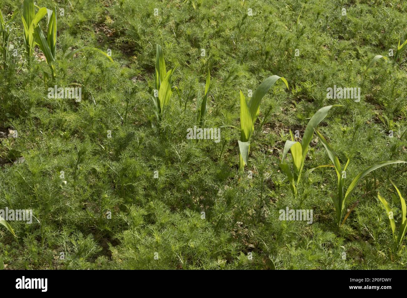 Erbacce di mais o mayweed (Matricaria), erbacce in un mais giovane o raccolto di mais su suolo di gesso di pietra Foto Stock