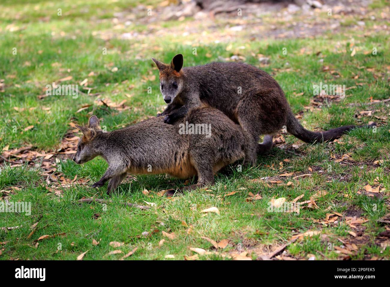 Palude wallaby (Wallabia bicolore), coppia per adulti in mostra cortigiana, Mount Lofty, Australia Meridionale, Australia Foto Stock