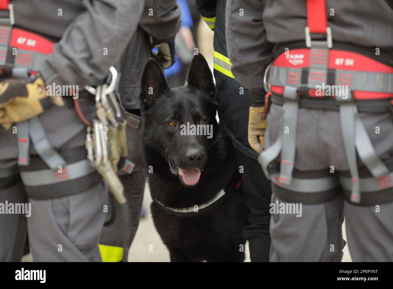 Ciolpani, Romania - 1 marzo 2023: Cane di soccorso addestrato per rilevare le vittime di terremoti e altri disastri vicino al suo allenatore. Foto Stock