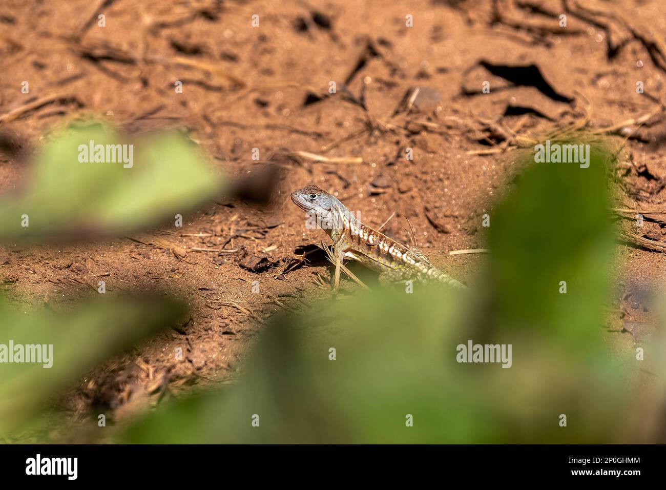 Chalarodon madagascariensis, specie endemica della lucertola malgascia terrestre iguaniana. Kirindy Forest, animali selvatici del Madagascar Foto Stock