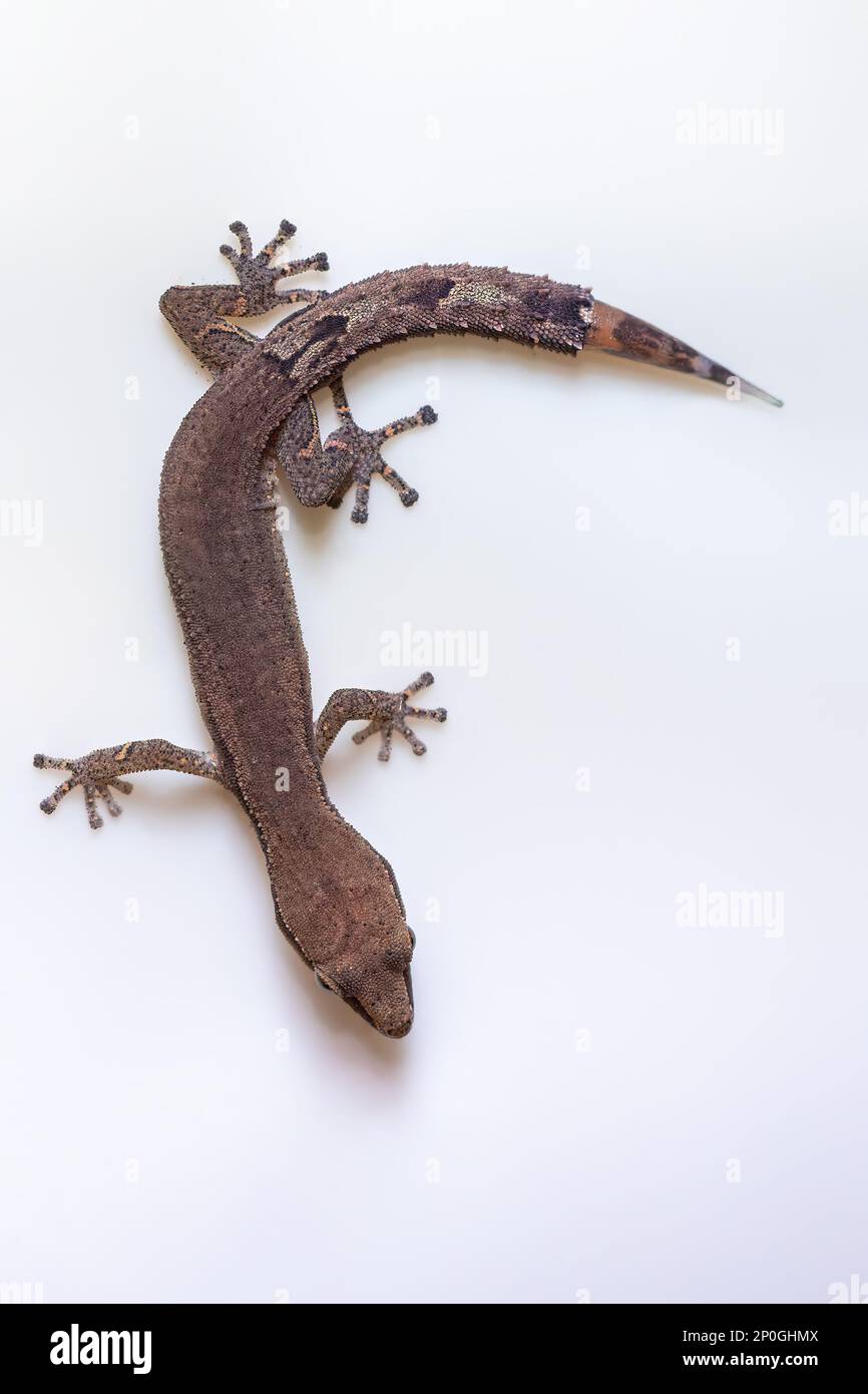 Greater Clawless Gecko (Ebenavia robusta), piccole specie endemiche notturne di lucertola, Parco Nazionale di Ranomafana, animali selvatici del Madagascar Foto Stock