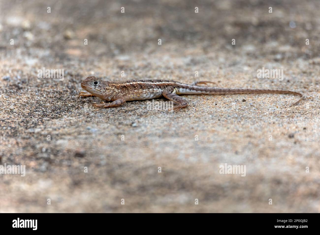 Chalarodon madagascariensis, specie endemica della lucertola malgascia terrestre iguaniana. Tsingy De Bemaraha, animale di fauna selvatica del Madagascar Foto Stock