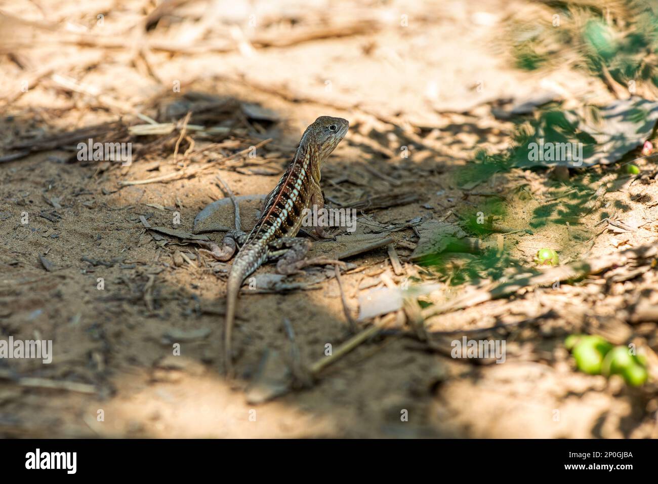 Chalarodon madagascariensis, specie endemica della lucertola malgascia terrestre iguaniana. Kirindy Forest, animali selvatici del Madagascar Foto Stock