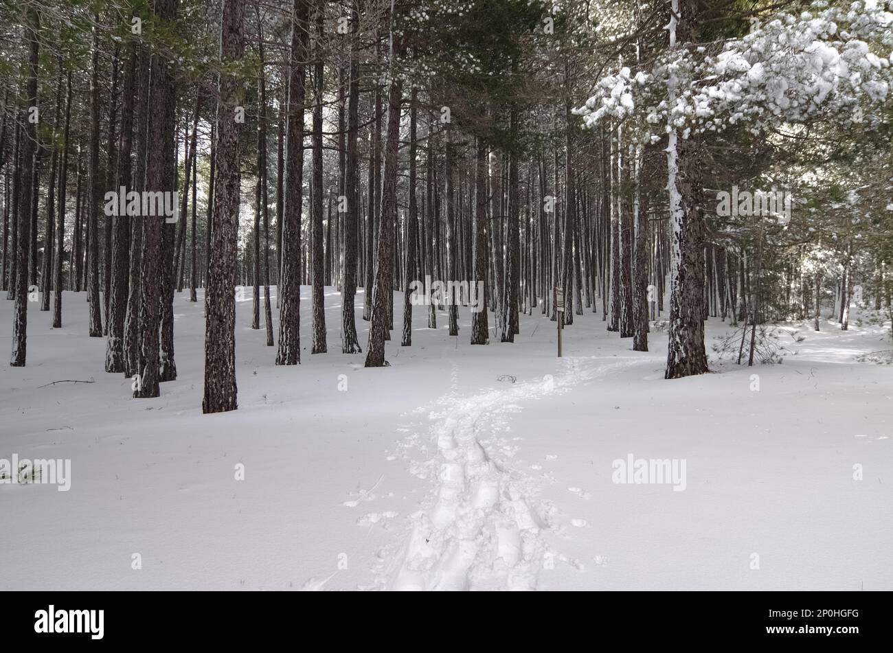 Orme di racchette da neve in pineta in inverno del Parco Nazionale dell'Etna, Sicilia, Italia Foto Stock