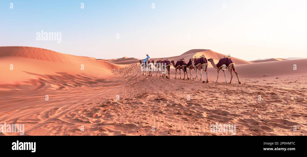 Carovana di cammelli nel deserto di Liwa, Abu Dhabi. Foto Stock