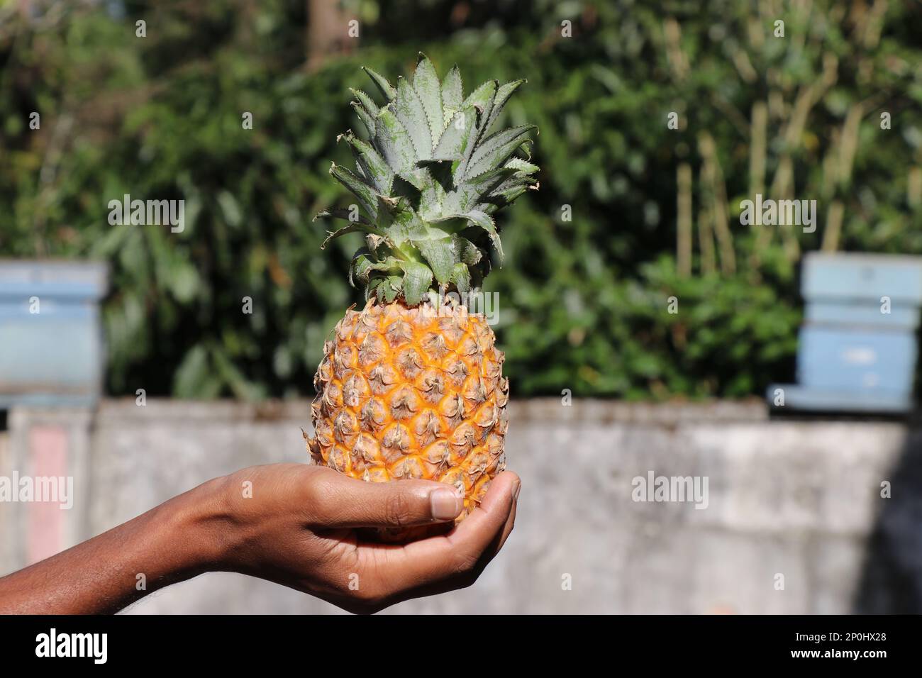 Ananas noto anche con il nome ananas comoso tenuto in mano. Frutti sani con benefici per la salute Foto Stock