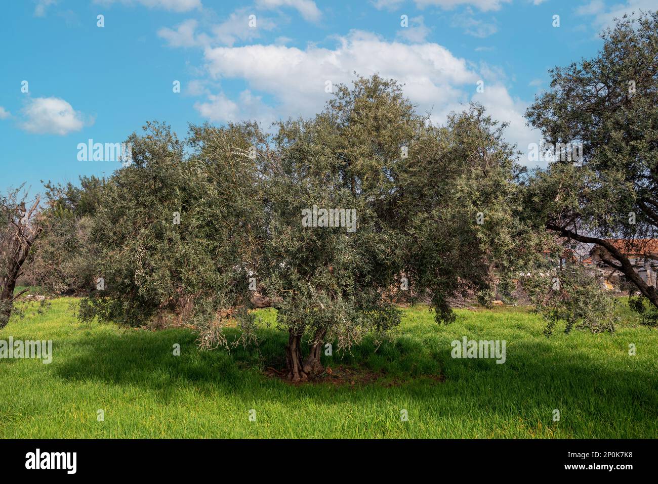 Olivo biologico con olive non mature nelle giornate di sole Foto Stock