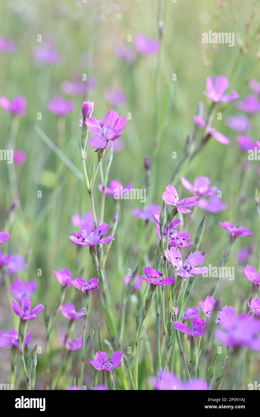 Dianthus deltoides, comunemente noto come Maiden rosa, fiore selvatico dalla Finlandia Foto Stock