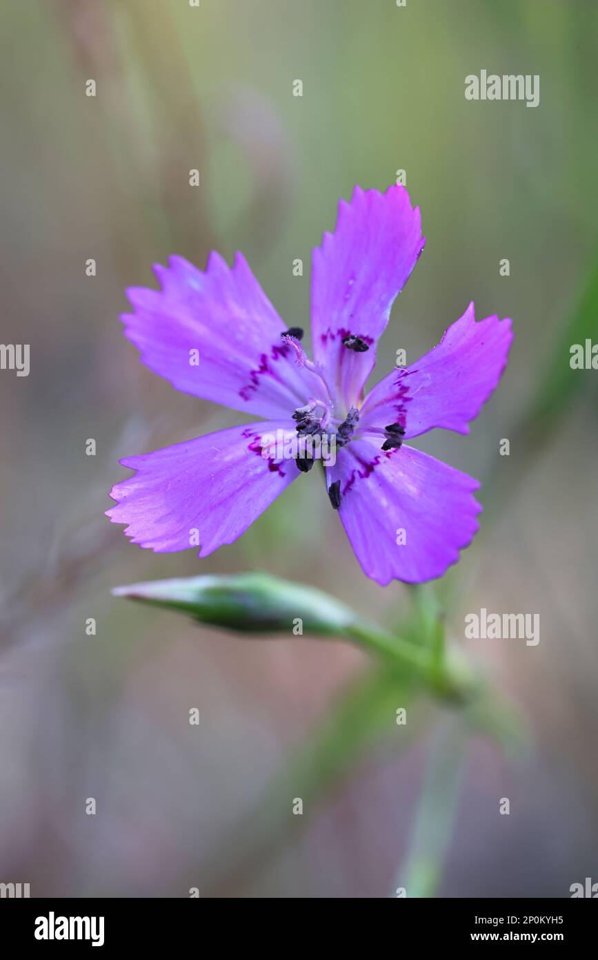 Dianthus deltoides, comunemente noto come Maiden rosa, fiore selvatico dalla Finlandia Foto Stock