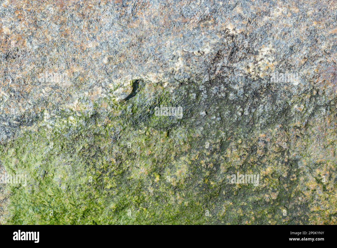 superficie in marmo con tinta grigia e alghe, fondo. Foto Stock