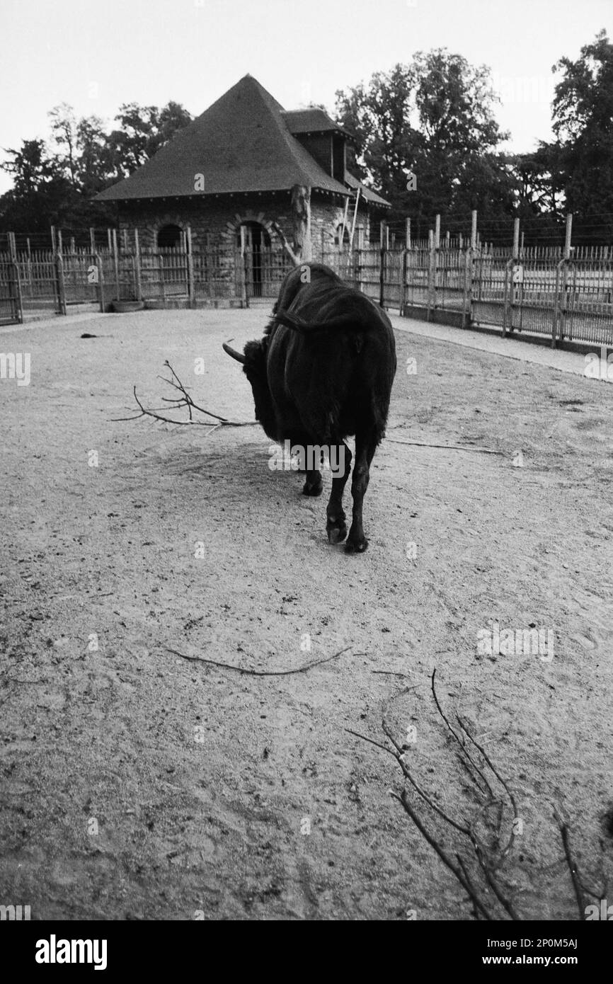 Archivi 80ies: Animali in cattività, allo zoo del Parco Tete d'Or, Lione, Francia Foto Stock