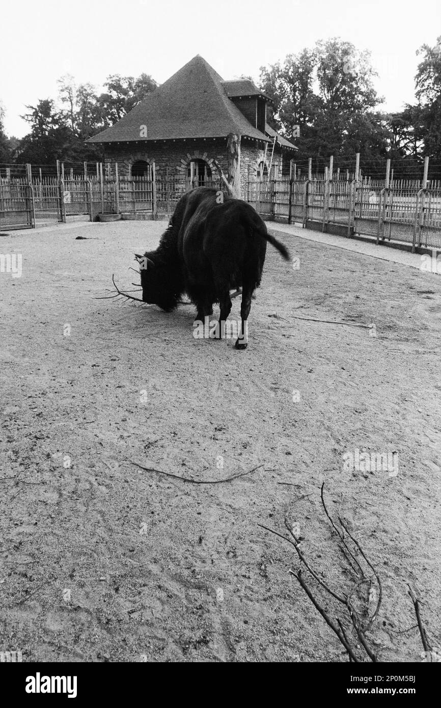 Archivi 80ies: Animali in cattività, allo zoo del Parco Tete d'Or, Lione, Francia Foto Stock