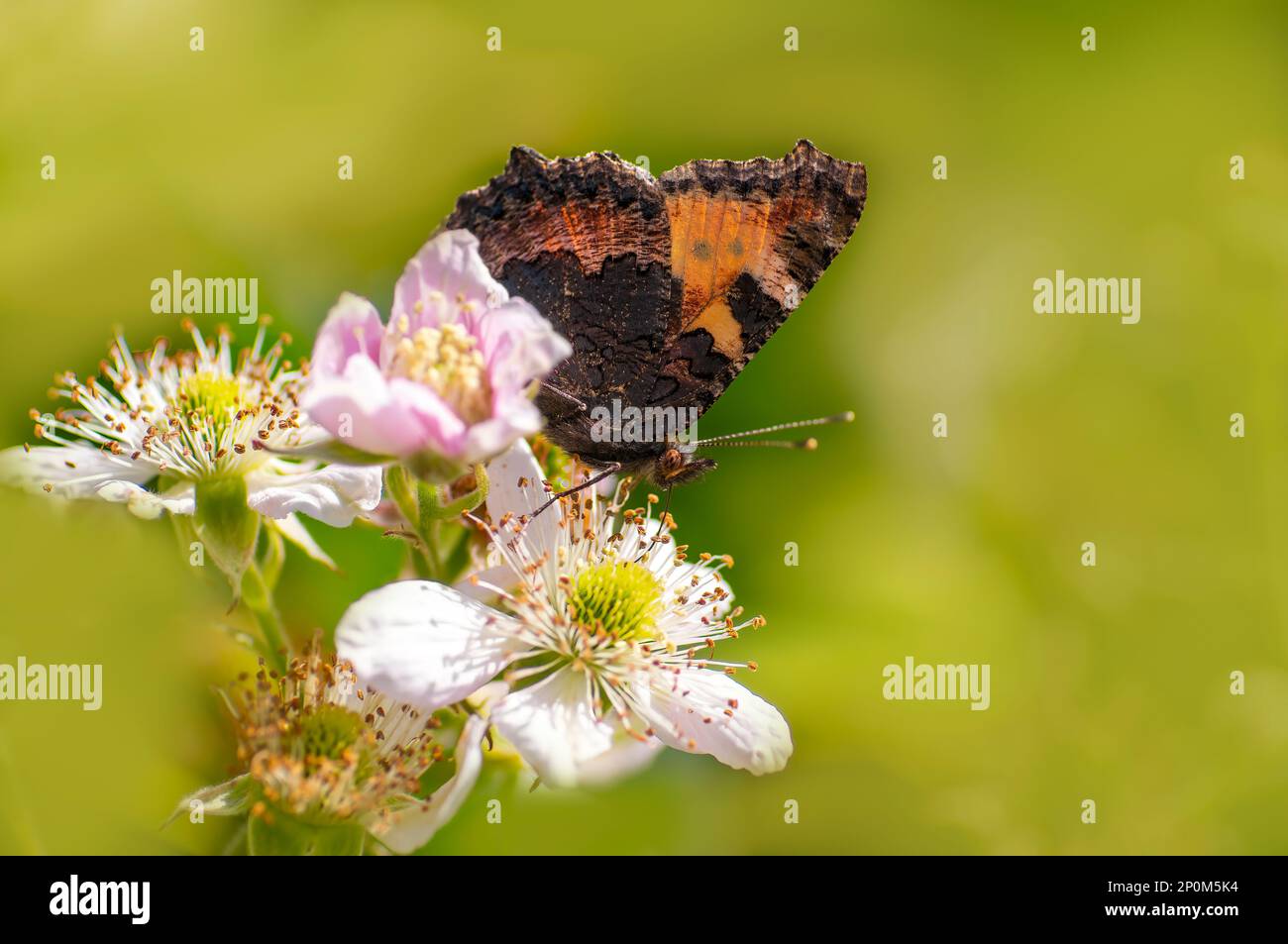 una farfalla si siede su un fiore e nibble nettare Foto Stock