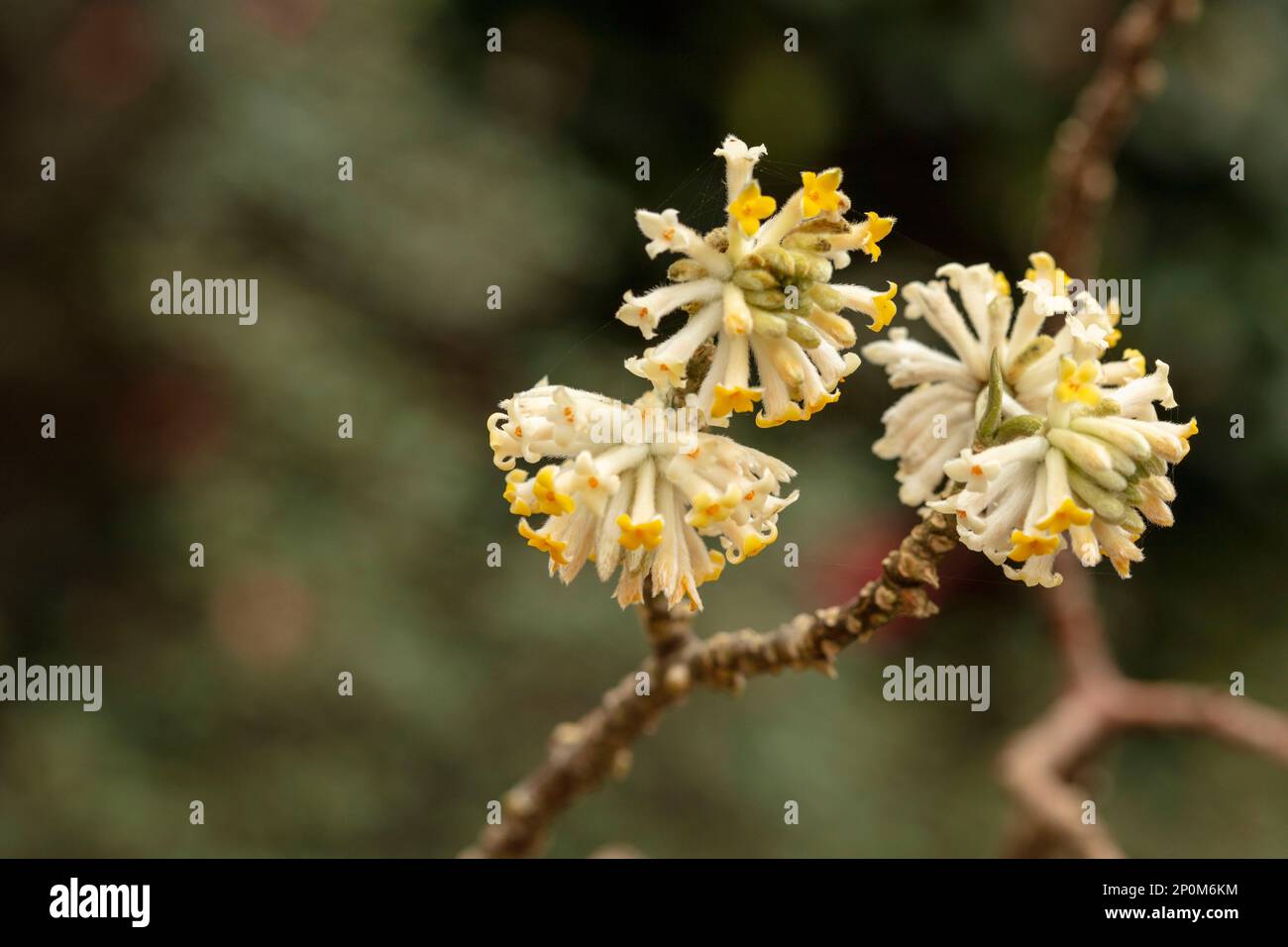 Sorprendentemente bella e utile Edgeworthia Chrysantha, Oriental paperbush, mitsumata. Primo piano naturale fiore ritratto Foto Stock