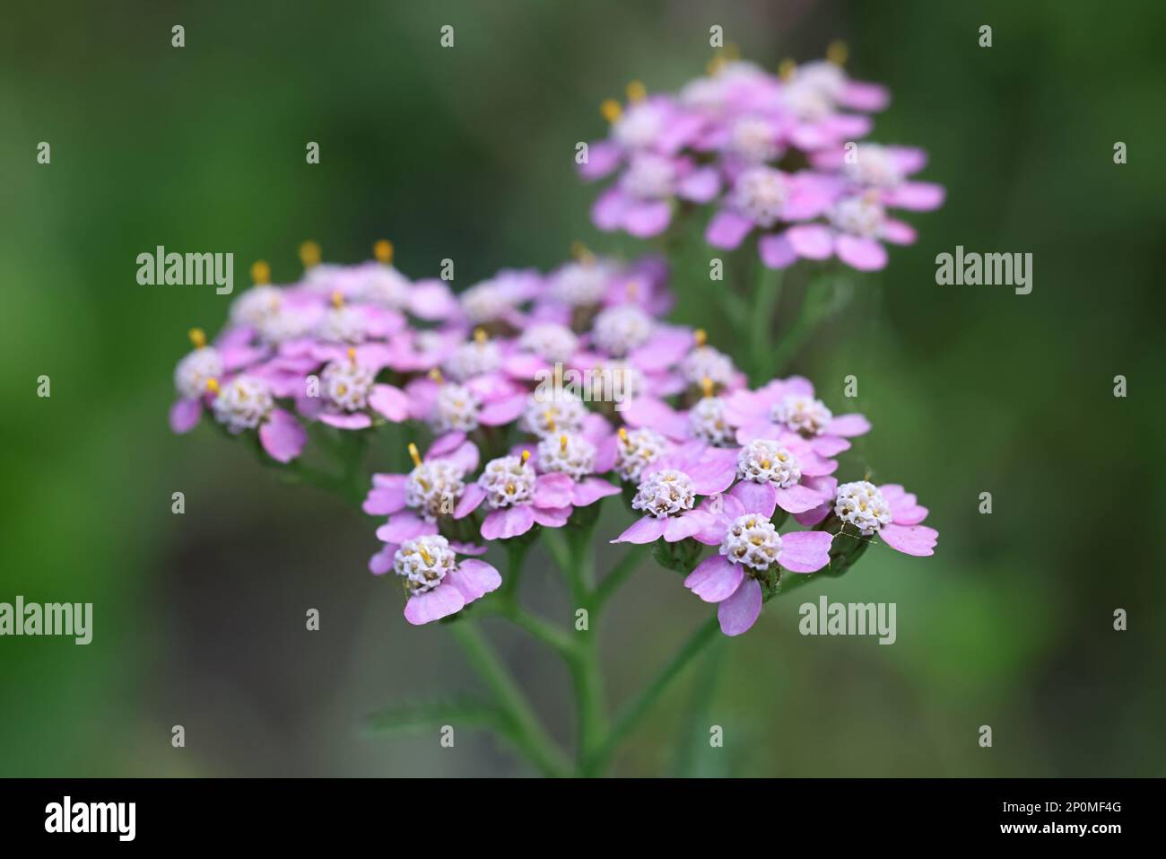 Comune yarrow, Achillea millefolio, con fiori viola, tradizionale pianta medicinale Foto Stock