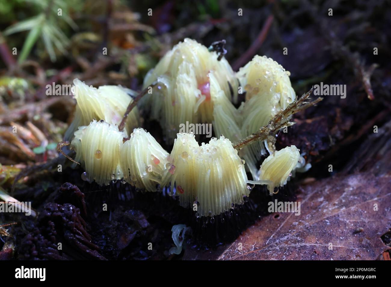 Stemonitis assifera, conosciuta come il tubo di cioccolato muffa di calce, myxomycete dalla Finlandia Foto Stock