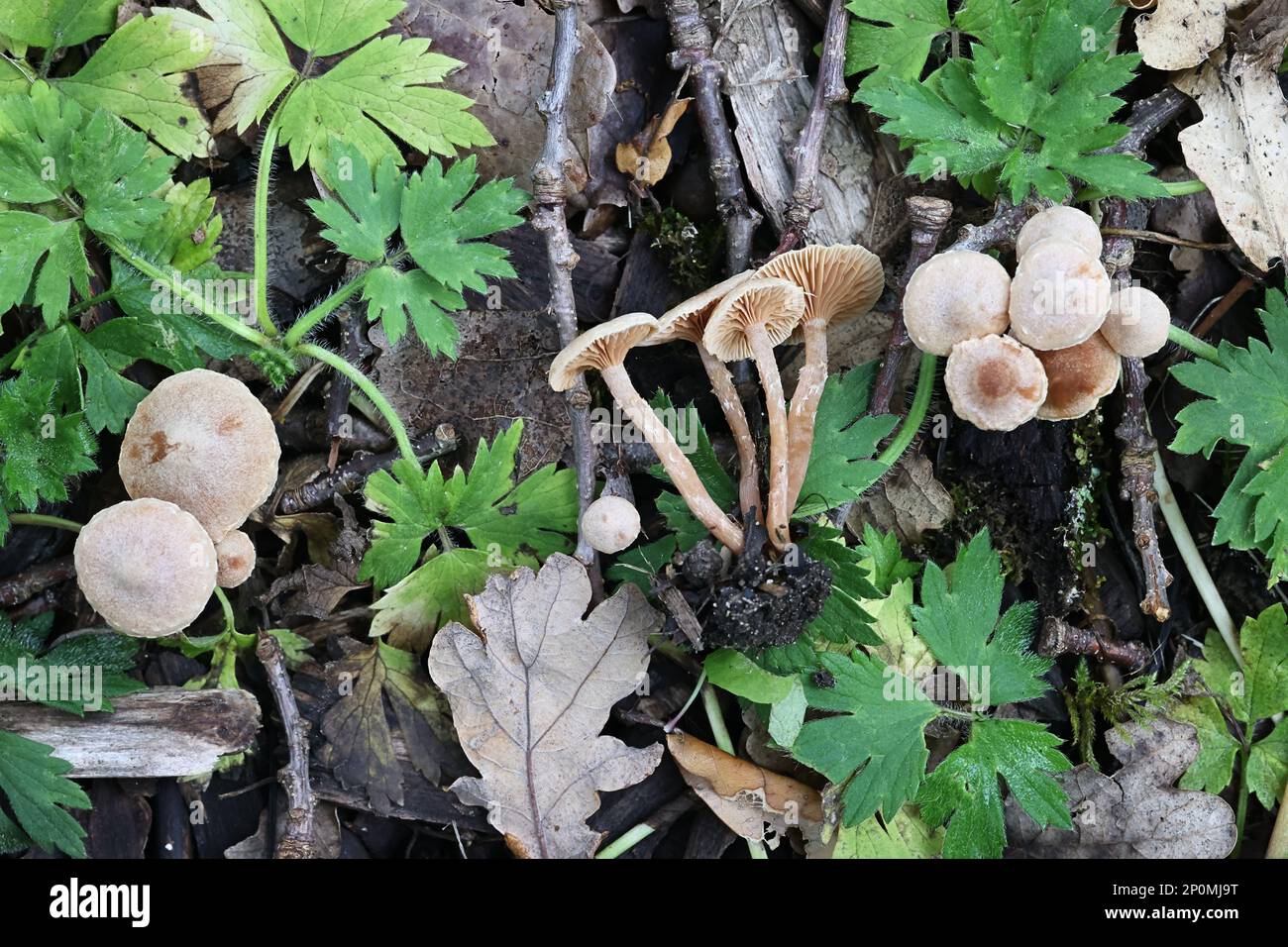Tubaria conspersa, comunemente noto come il twiglet feltrato, fungo selvatico dalla Finlandia Foto Stock