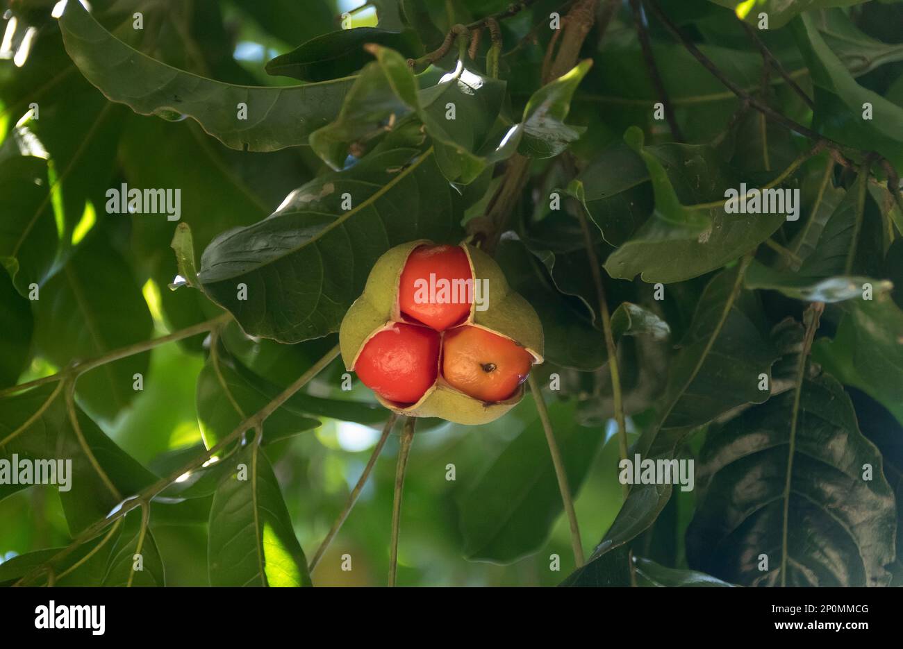 Semi su un piccolo albero di tamarindo australiano, Diplottertis campbellii, che si apre per rivelare 3 frutti rossi sferici. Queensland giardino, estate. Foto Stock