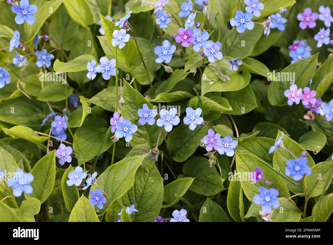 Omphalodes verna, comunemente noto come Navelwort, blue-eyed mary o Creeping navelwort Foto Stock