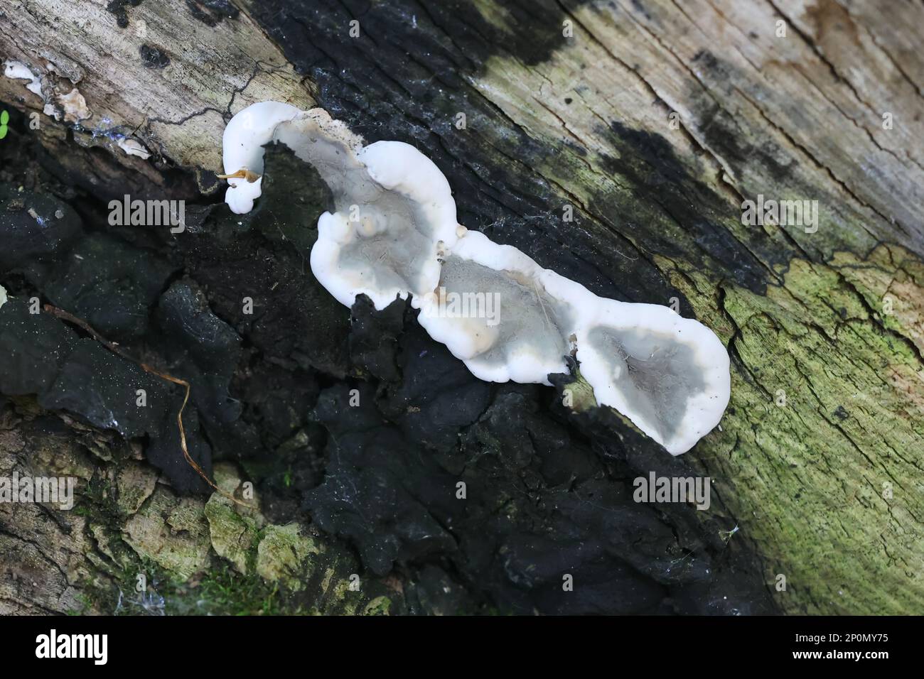 Kretzschmaria deusta, comunemente noto come fungo di cenere fragile, un patogeno importante degli alberi del parco, fungo dalla Finlandia Foto Stock