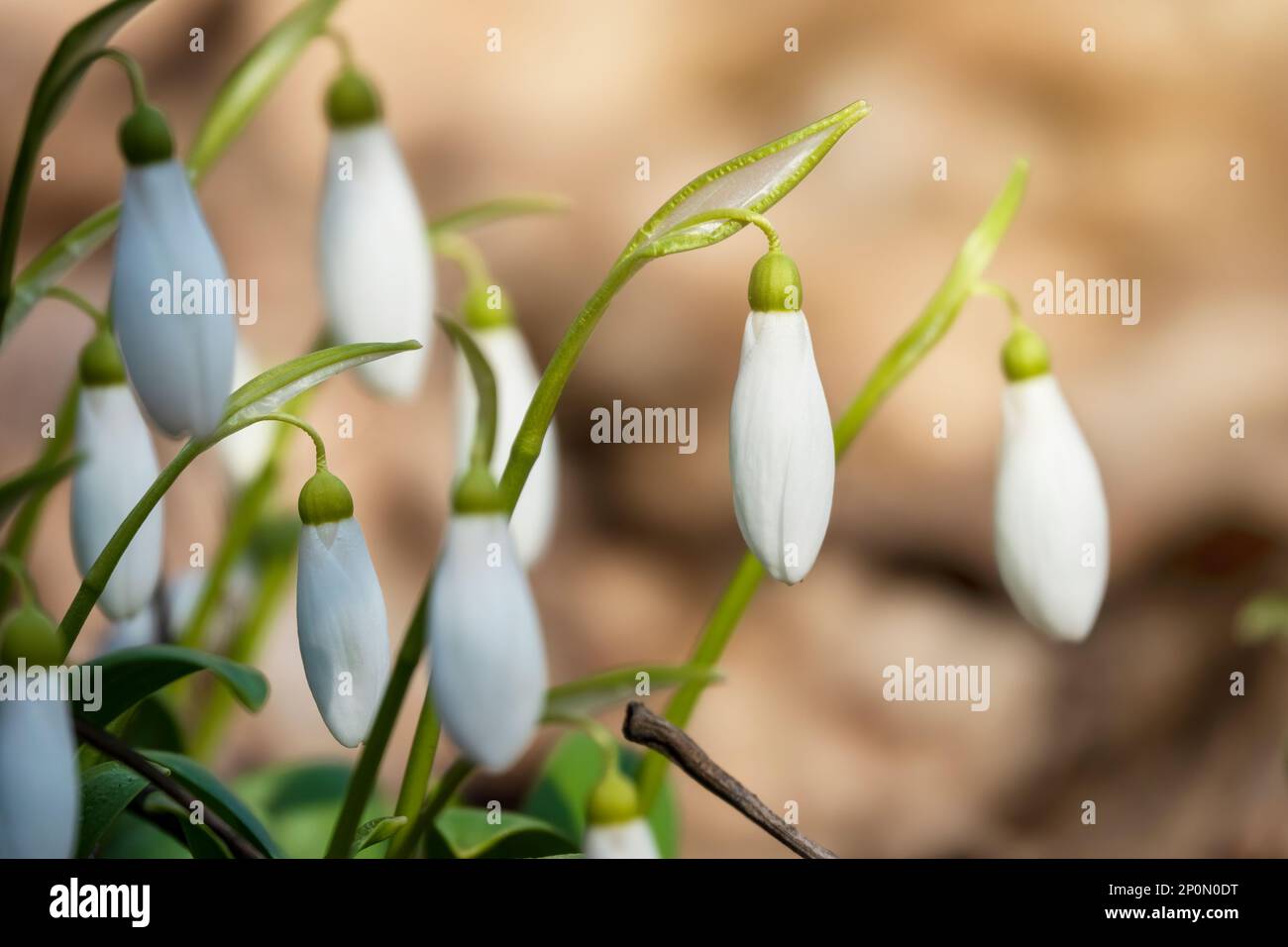 Piccoli fiori bianchi di neve in primavera. Fiori primo giardino. Messa a fuoco selettiva Foto Stock
