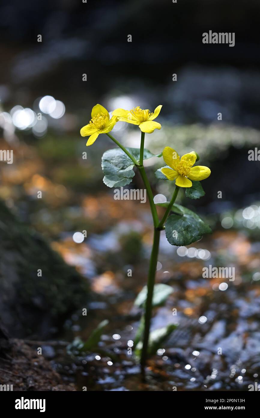 Caltha palustris, conosciuto come marignea, vongola o kingcup, pianta selvatica dalla Finlandia Foto Stock