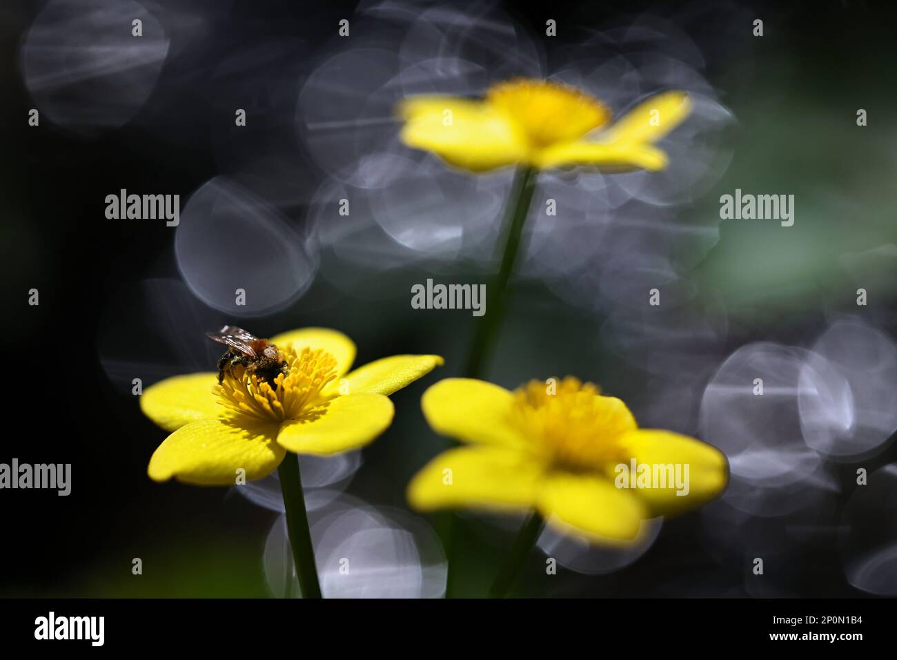 Caltha palustris, conosciuto come marignea, vongola o kingcup, pianta selvatica dalla Finlandia Foto Stock