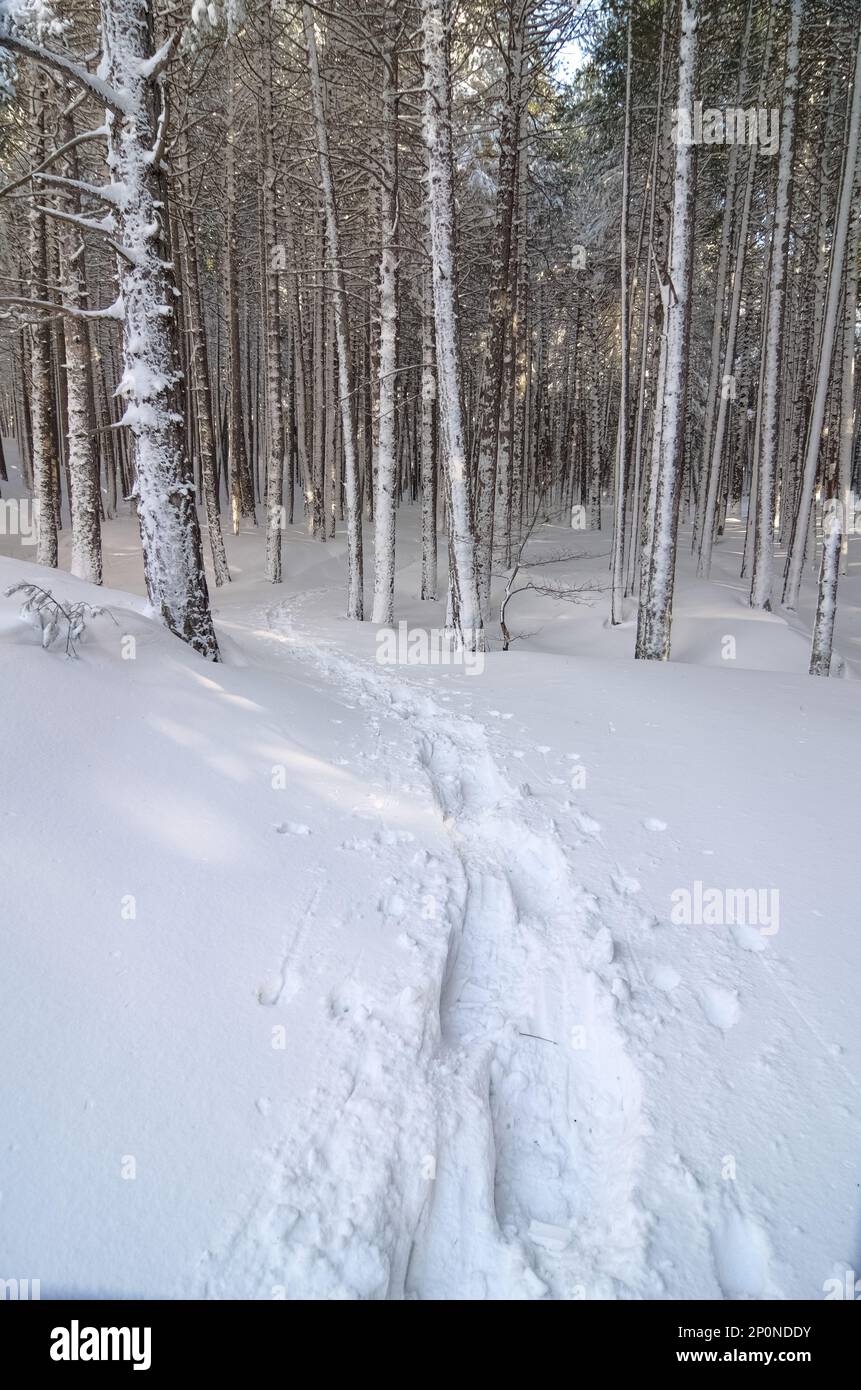 Percorso tortuoso e innevato di racchette da neve attraverso una pineta nel Parco Nazionale dell'Etna, Sicilia, Italia Foto Stock