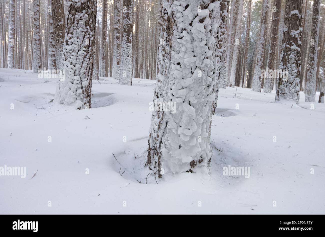 Struttura gelata su corteccia di pino in primo piano nel Parco Nazionale dell'Etna, Sicilia, Italia Foto Stock