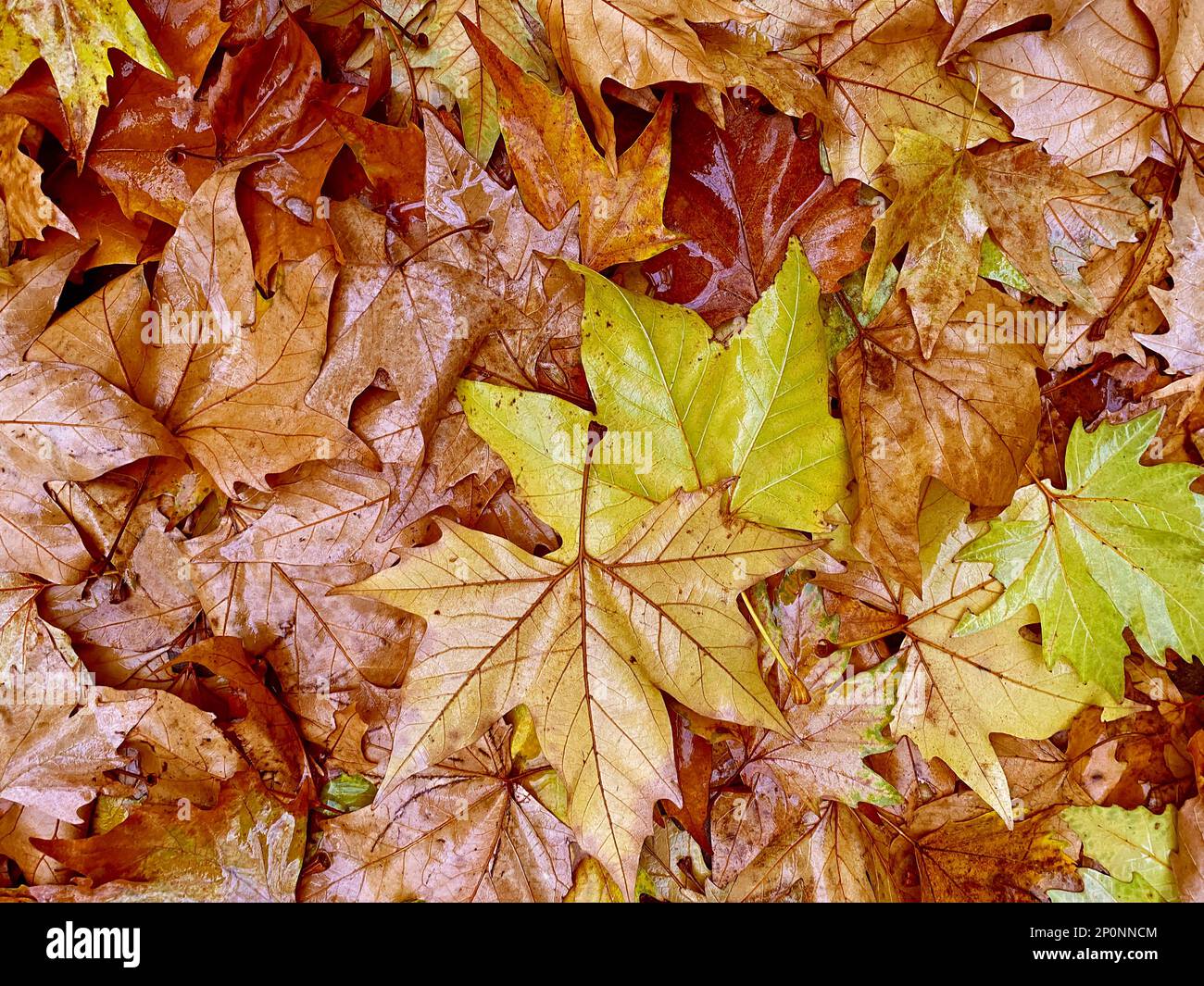 cumulo di foglie di acero bagnato sul terreno Foto Stock