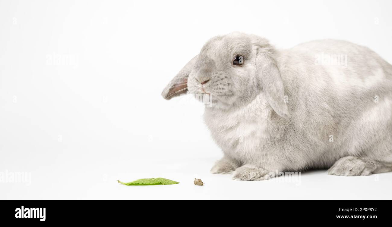 Coniglietto grigio su sfondo bianco. C'è anche cibo per il coniglio, cibo secco e una foglia di menta nel telaio. Foto Stock