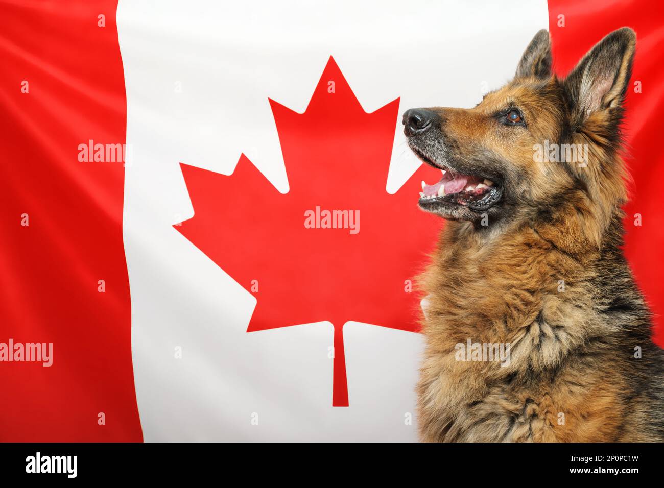 Ritratto di un cane pastore tedesco in un profilo, bandiera canadese come sfondo. Foto Stock