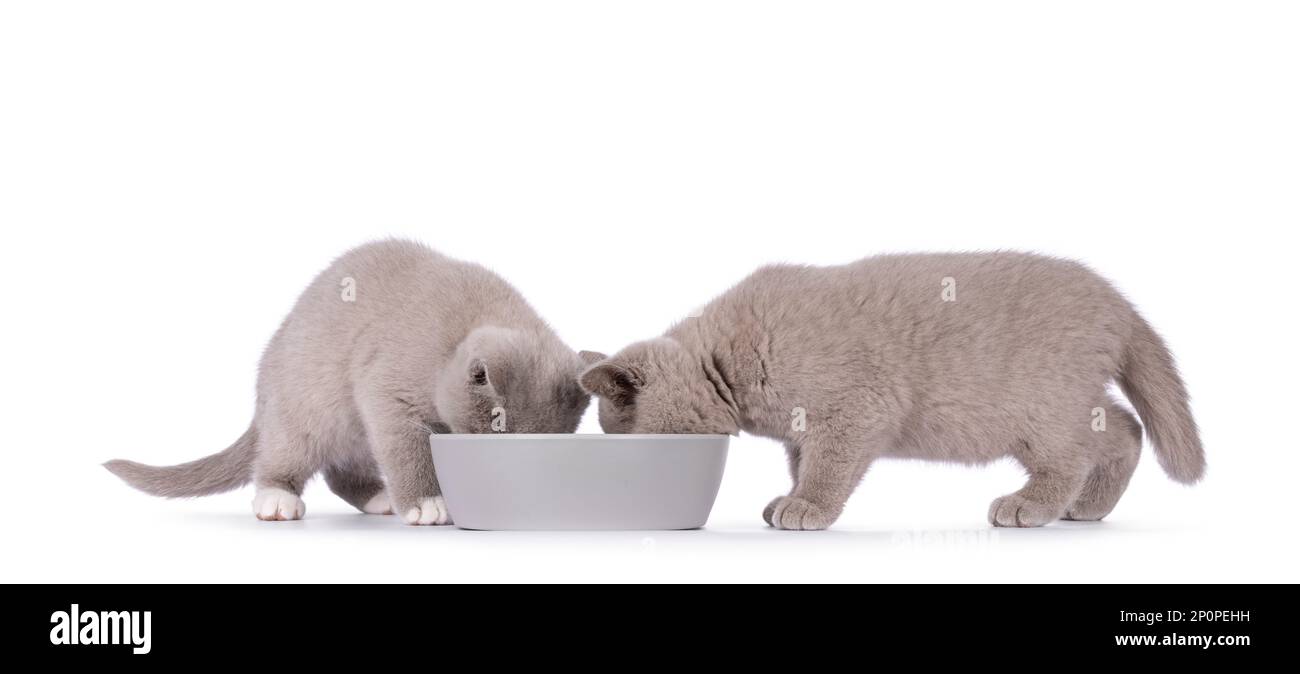 Mangiare gatti Immagini senza sfondo e Foto Stock ritagliate - Pagina 2 -  Alamy