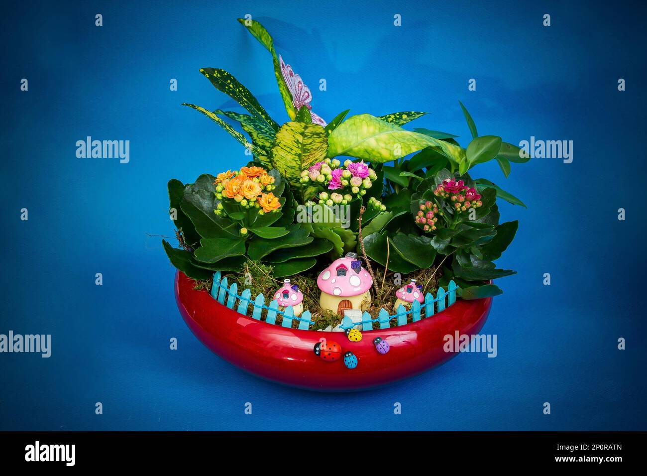 Kalanchoe fiore fiorisce in un vaso di ceramica rossa, su sfondo blu con forte vignettatura Foto Stock