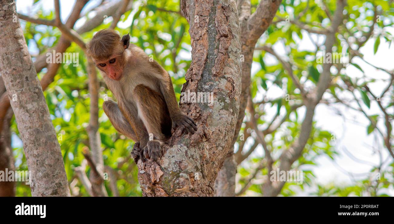 Toque Macaque, Macaca sinica, Tempio d'oro di Dambulla, Tempio della Grotta di Dambulla, Sito Patrimonio dell'Umanità dell'UNESCO, Provincia di Kandy, Sri Lanka, Asia Foto Stock