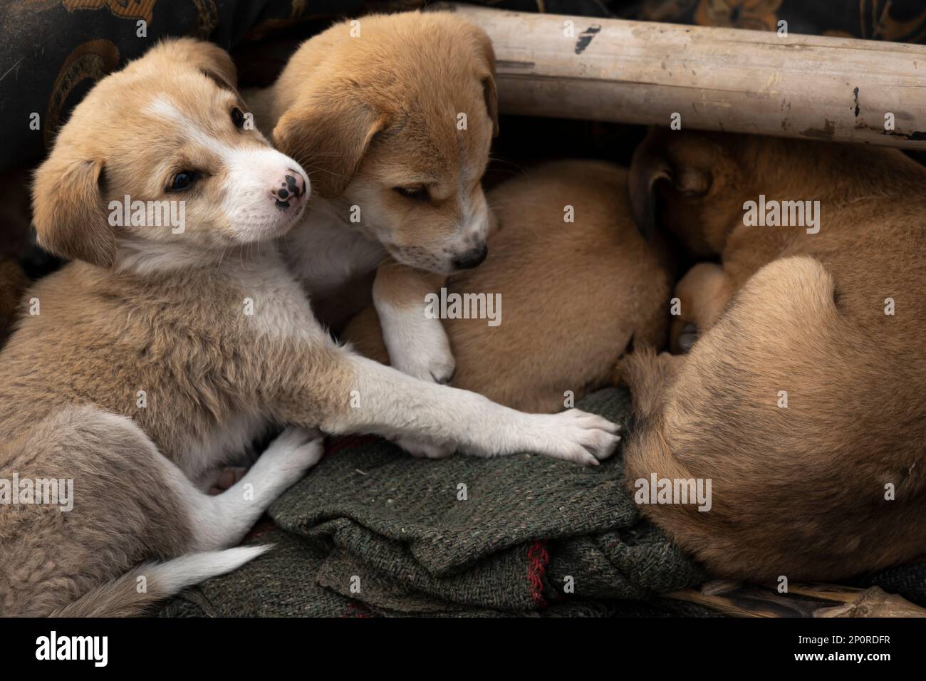 Cani dalla strada di Varanasi Foto Stock