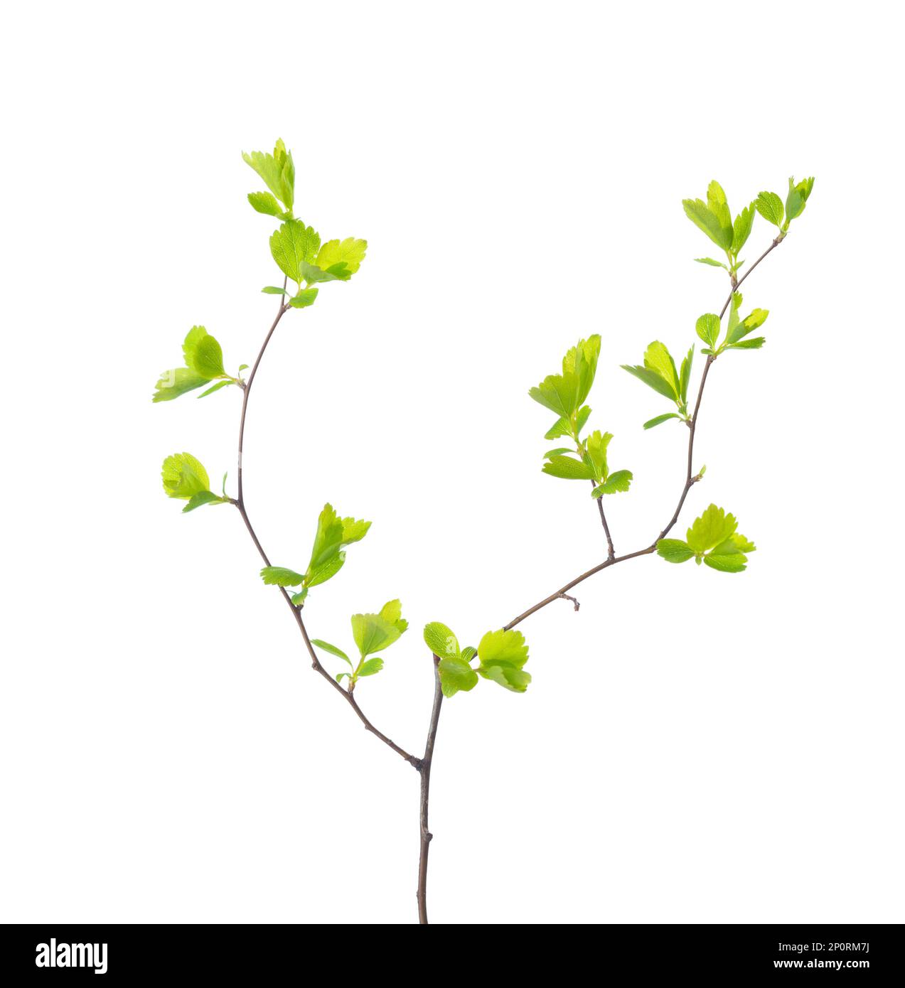 Ramo con giovani foglie di primavera verde isolato su sfondo bianco. Spiraea vanhouttei. Messa a fuoco selettiva. Foto Stock