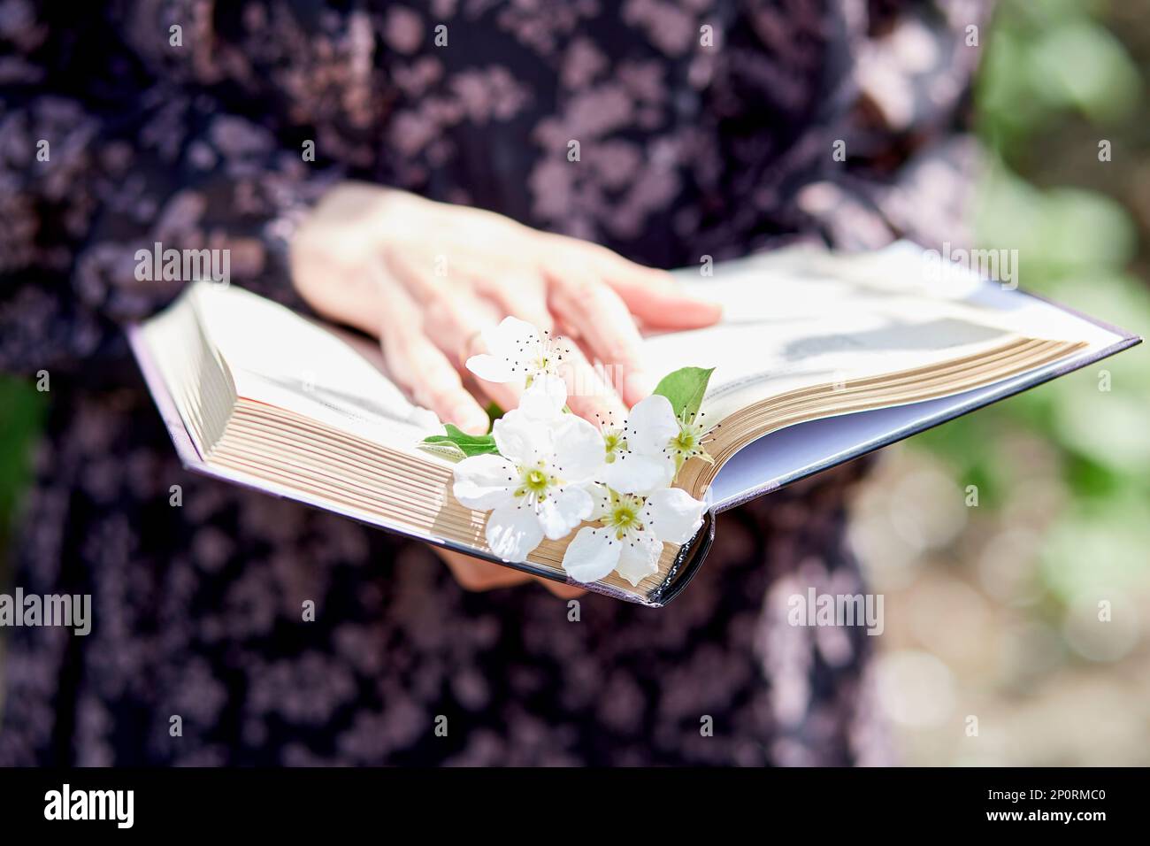 Libro di estetica primaverile con ramoscello in fiore di albicocca da vicino. Vibrazioni primaverili, natura, giocosità, nuovo concetto di partenza. Foto Stock