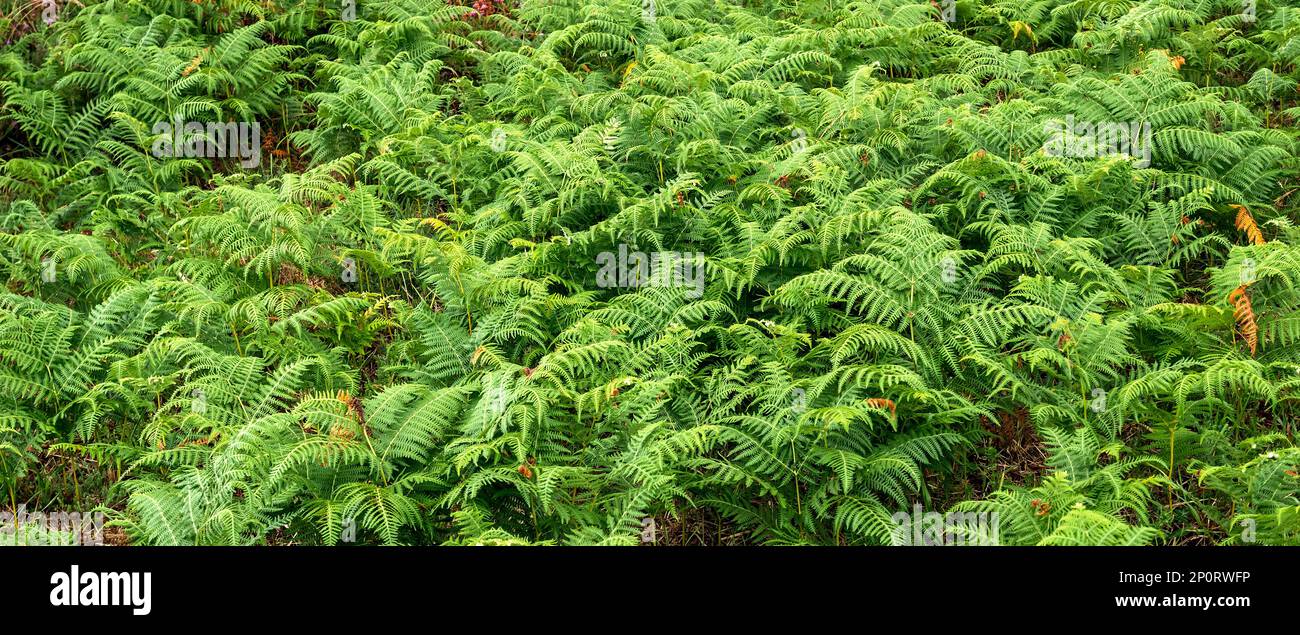 Vegetazione densa Vista delle foglie di Fern alla foresta sfondo testurizzato Foto Stock