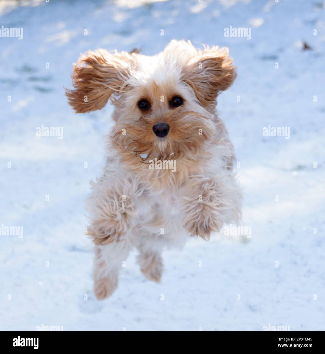 Cavapoo saltando nella neve Foto Stock