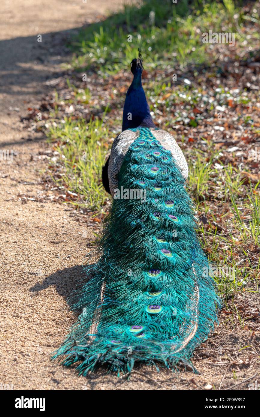 Peacock con belle piume di coda a piedi. Foto Stock