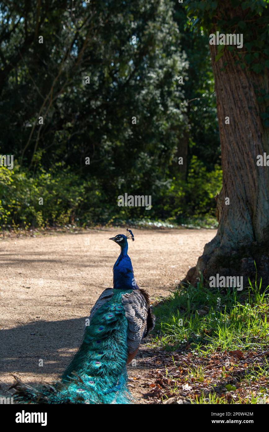 Peacock camminando in un parco Foto Stock