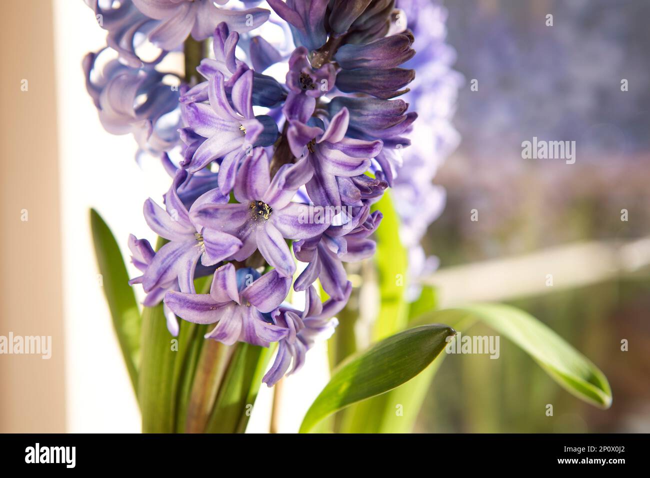 Giacinto blu Delft, primo piano con fiori primaverili. Fiore testa macro, primavera piante in vaso. Sfondo giacinto Foto Stock