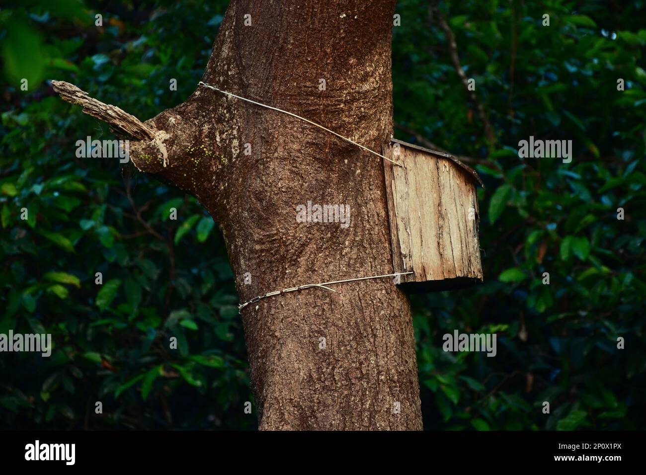 Vecchio birdhouse in legno su un albero. Progetto di conservazione per gli uccelli Hornbill in Borneo Foto Stock