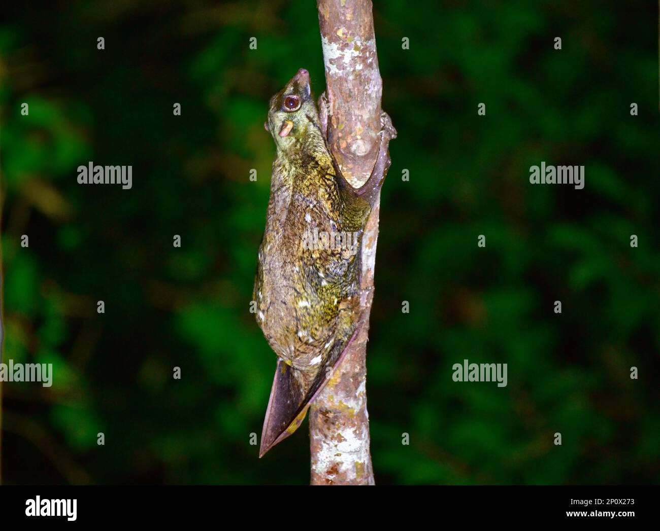 Limur volante di Borneo o Colugo di Borneo (Galeopterus borneanus). Sabah, Borneo Foto Stock