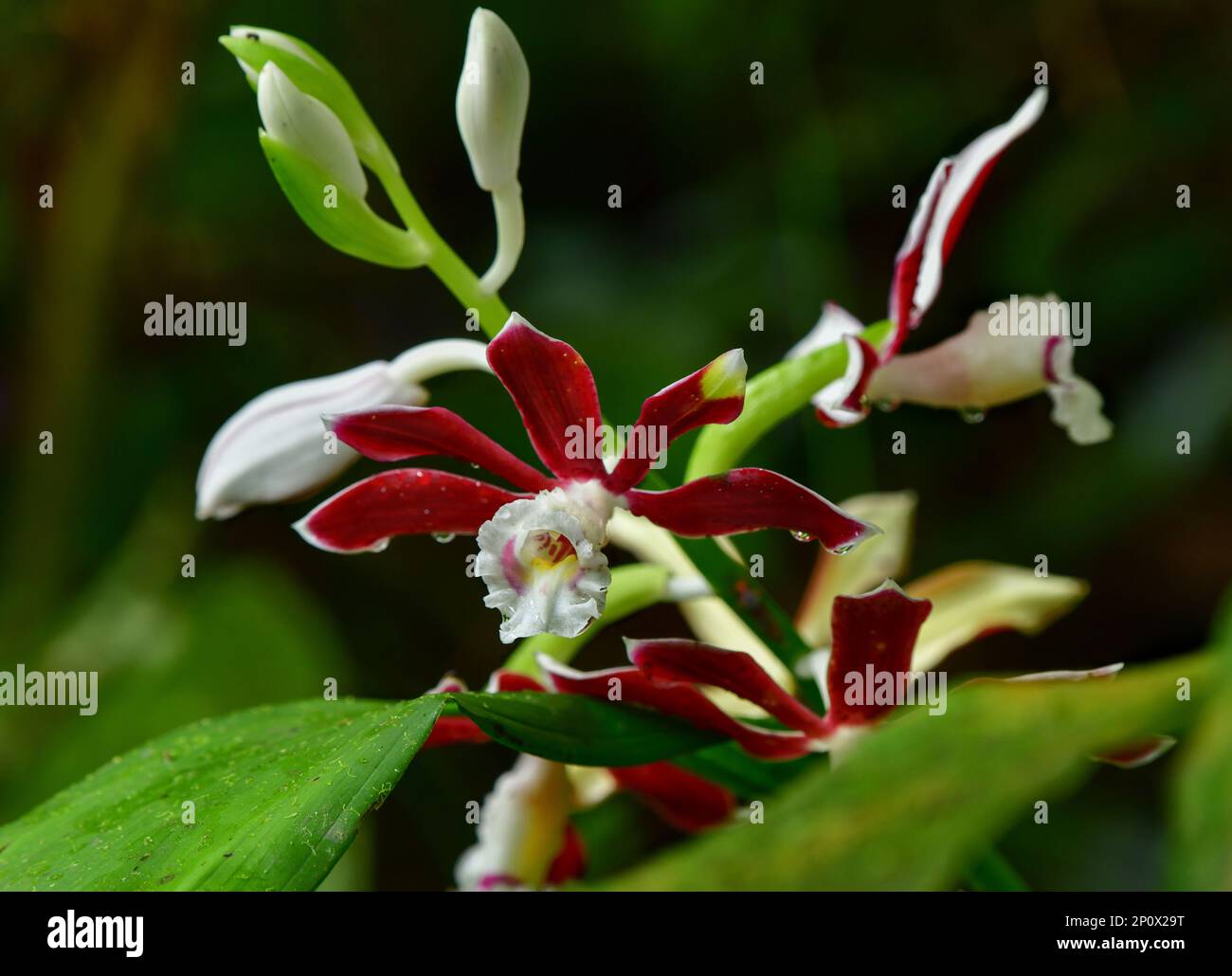 Una palude Orchidea (Phaius subtrilobus) in fiore nel GIARDINO BOTANICO NEL PARCO NAZIONALE KINABALU, Borneo Foto Stock