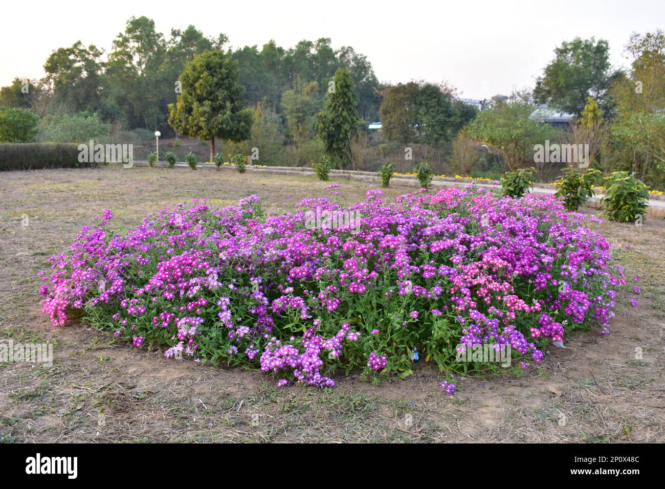 Il flox drummondii (comunemente flox annuale o flox di Drummond) è una pianta fiorita del genere Phlox della famiglia Polemoniaceae Foto Stock