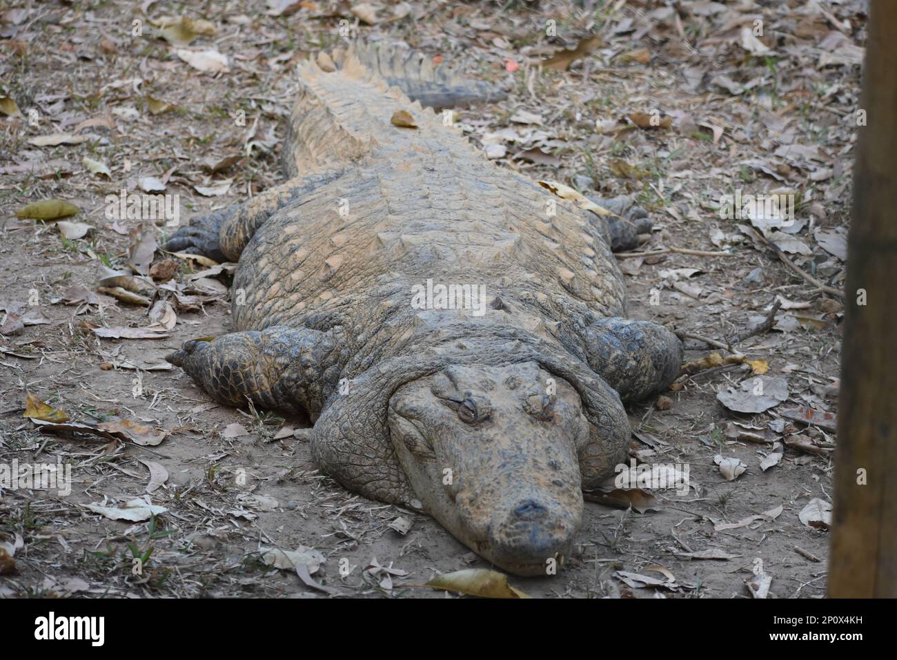 Un coccodrillo che fa un pisolino Foto Stock